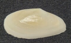 Megangulus bodegensis