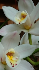 Cymbidium