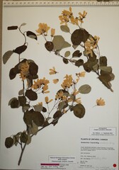 Amelanchier amabilis