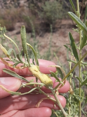 Asphondylia atriplicis