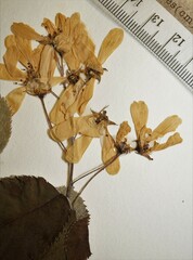 Amelanchier amabilis