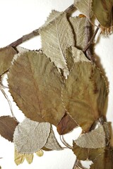 Amelanchier amabilis