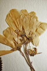 Amelanchier amabilis