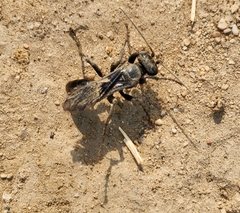 Crabroninae
