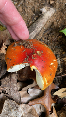Amanita parcivolvata