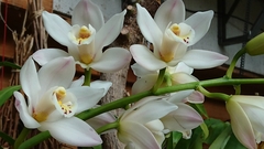 Cymbidium