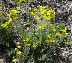 Chrysopsis floridana