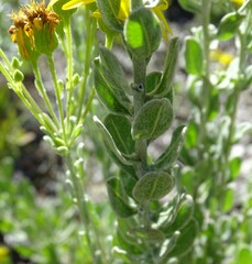 Chrysopsis floridana