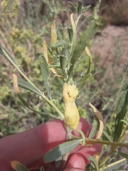 Asphondylia atriplicis