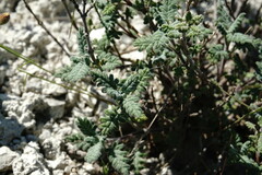 Scutellaria orientalis