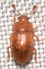 Epuraea aestiva