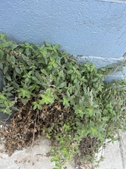 Parietaria judaica