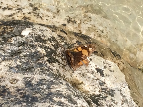 škvrnáč brestovcový (Libythea celtis)