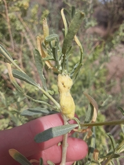 Asphondylia atriplicis