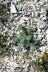 Seseli dichotomum