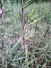 Chamaenerion dodonaei