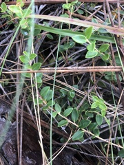 Vaccinium crassifolium