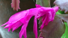 Schlumbergera