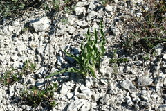 Takhtajaniantha crispa