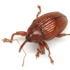 Rhyssomatus pruinosus