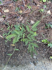 Chamaecrista nictitans