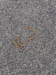 Pituophis catenifer catenifer