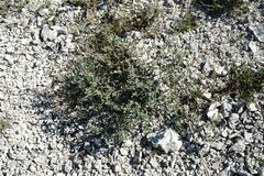 Scutellaria orientalis