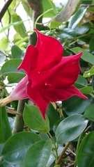 Mandevilla sanderi