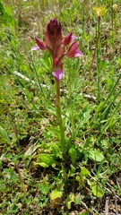 Anacamptis papilionacea