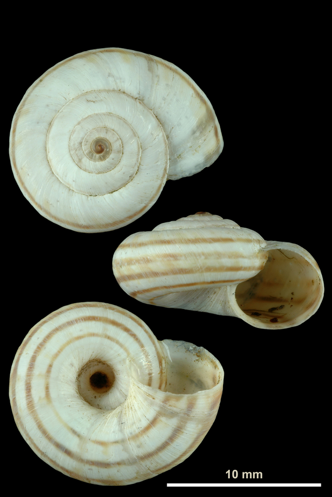 neglected dune snail