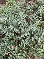Athyrium