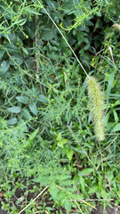 Setaria faberi