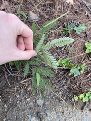 Chamaecrista nictitans