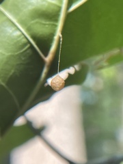 Theridiosoma