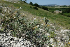 Scutellaria orientalis