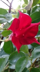 Mandevilla sanderi