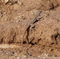 Uta stansburiana elegans