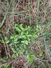Ulmus