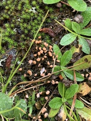 Peltigera polydactylon