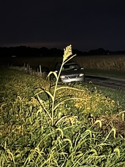 Sorghum