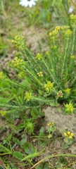 Euphorbia genistoides