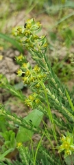 Euphorbia genistoides