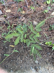 Chamaecrista nictitans