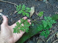 Anthriscus sylvestris