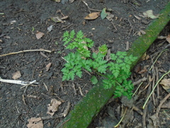 Anthriscus sylvestris