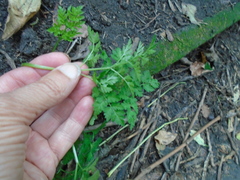 Anthriscus sylvestris