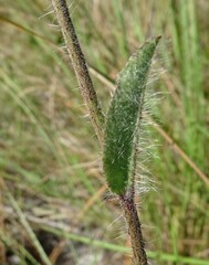 Hieracium megacephalon