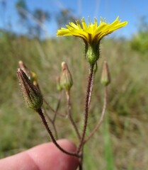 Hieracium megacephalon