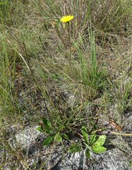 Hieracium megacephalon