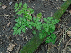 Anthriscus sylvestris